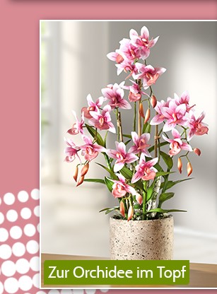 Zur Orchidee im Topf