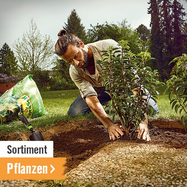 Sortiment Pflanzen