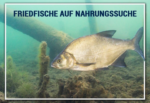 Friedfische auf Nahrungssuche