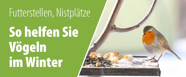 Futterstellen, Nistplätze & mehr - So helfen Sie Vögeln im Winter.