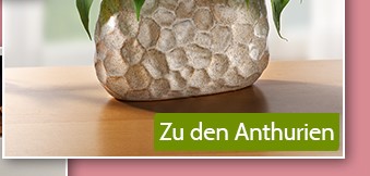 Zu den Anthurien