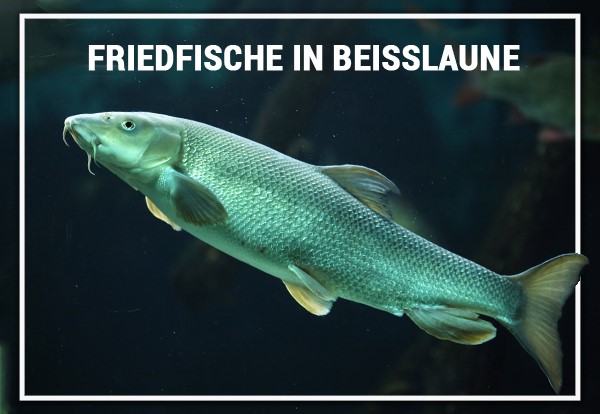 Friedfische im Beißlaune 