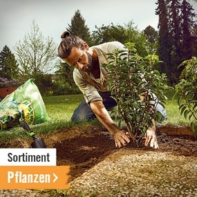 Sortiment Pflanzen