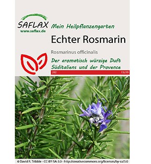 Echter Rosmarin „Provence“, Samen