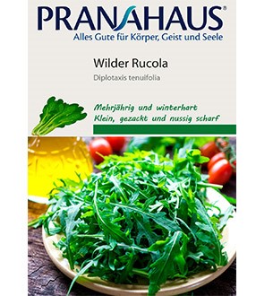 Wilder Rucola, Samen