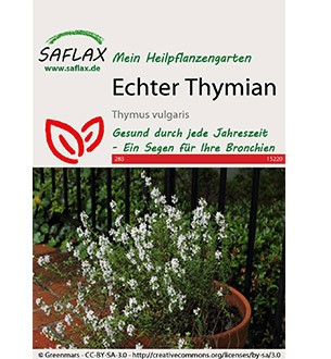 Echter Thymian, Samen